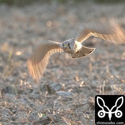 バッタかなにかを追っているようでしたが、狩りは失敗していました。