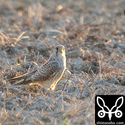 チョウセンチョウゲンボウは全体に色が淡く、胸の縦斑は細く小さいです。