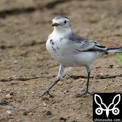 胸の黒いエプロンもほとんどありません。ホオジロハクセキレイの個体差の範囲なのか色彩変異なのか…。