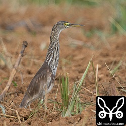 アカガシラサギ第1回冬羽。