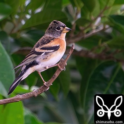 アトリのオス冬羽。