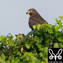 ブラックサシバは沖縄本島の個体も含めてどれも警戒心が強いです。