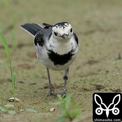 上と同個体を正面から。