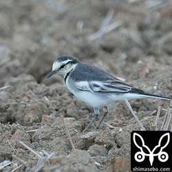 ハクセキレイ第1回冬羽。