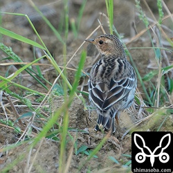ムネアカタヒバリ成鳥。夏羽から冬羽へ換羽中。