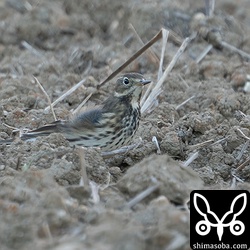 タヒバリ冬羽。