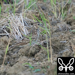 ヒバリ第1回冬羽。