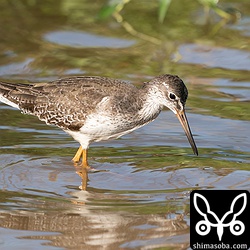 冬の沖縄といえばアカアシシギでしょう。第1回冬羽。