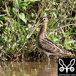 タシギ。幼羽から第1回冬羽へ。