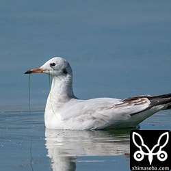 ユリカモメ第1回冬羽。