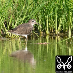 クサシギ第1回冬羽。シギの中で一番でかい声で目立ちます。