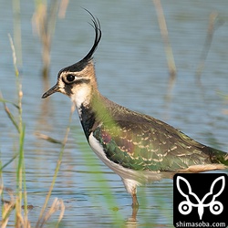 タゲリ幼鳥。美しい金属光沢。