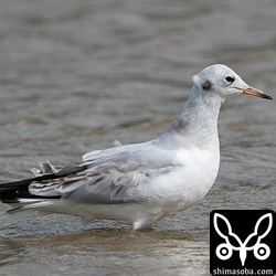 こちらも第1回冬羽ですが、上の個体より幼羽が多く残っています。
