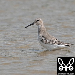 ハマシギ第1回冬羽。