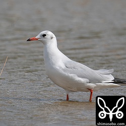 ユリカモメ成鳥冬羽。美しいですね。