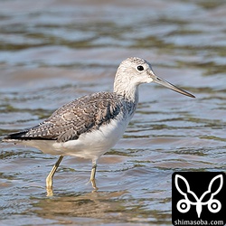 アオアシシギ成鳥冬羽。