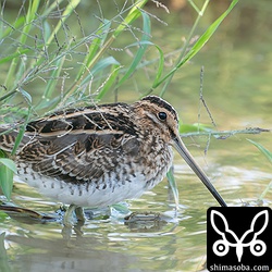 こちらもタシギの幼羽から第1回冬羽へ。