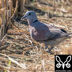 ベニバトのオス第1回冬羽へ換羽中。