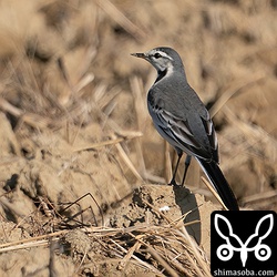 おや様子のおかしいハクセキレイが。第1回冬羽。