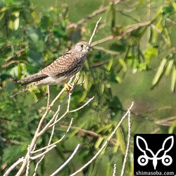 チョウゲンボウの幼鳥メス。