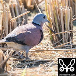 ベニバト成鳥。まだ夏羽を多く残しています。