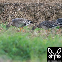 落穂を拾うヒシクイ。左が成鳥で残りは幼鳥。