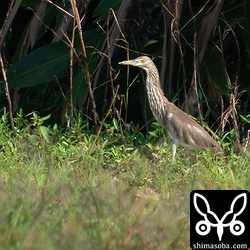 アカガシラサギ幼鳥。換羽が進みつつあります。