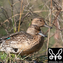 コガモの成鳥メス(手前)と幼鳥。