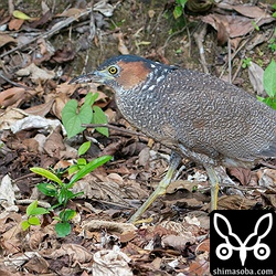 ズグロミゾゴイ幼鳥。顔の辺りと雨覆の一部で成鳥羽に変わりつつあります。