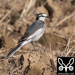 ふつうのハクセキレイ第1回冬羽。