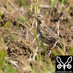 ムネアカタヒバリ第1回冬羽。