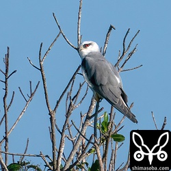 カタグロトビのメス。