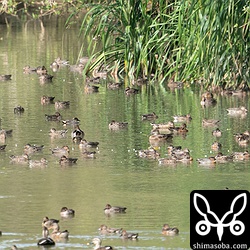 水路のカモたち。コガモ、ヒドリガモ、カルガモ、ハシビロガモです。