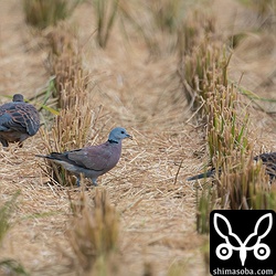 キジバト十数羽の中に1羽だけ交じっていました。