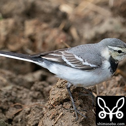 タイワンハクセキレイ第1回冬羽。