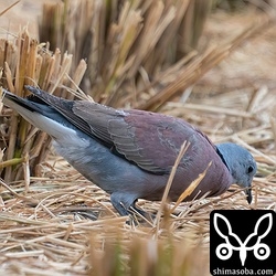 上と同個体。反対側から。