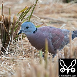 ベニバトのオス。幼羽から第1回冬羽へ移行中。