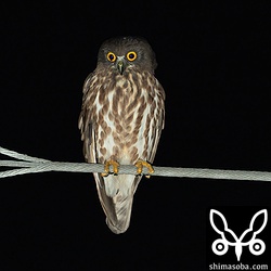 虹彩に特徴があるアオバズク。どこかで見たような気がする個体ですが思い出せません。