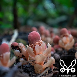 アリがたかっている花が目立ったので受粉はアリやゴキブリなどが担うのでしょうか。