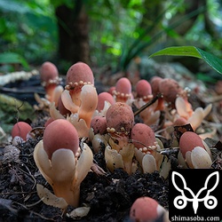 暗い森の中一面に開花していました。