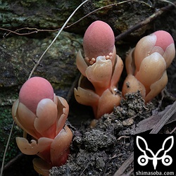 食ったらうまそうな質感のリュウキュウツチトリモチ。毒はないよね?