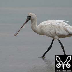 クロツラヘラサギは同じエリアの田んぼに2カ所で5羽。こちらは若い個体。