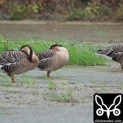 警戒心もなく昼寝してしまいました。