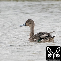 オナガガモ成鳥。エクリプスから生殖羽へ移行中。