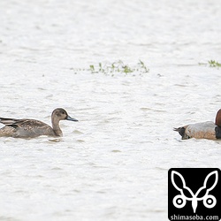警戒心の強いカルガモ軍団が飛び立っても残っていたホシハジロ(右)とオナガガモ。