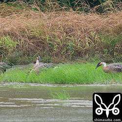 サカツラガン5羽。草をついばんでいました。