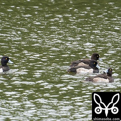沈砂池にキンクロハジロ4羽。全てオス個体。
