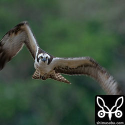 食事を終えると飛び立ち、また海岸の方へ消えていきました。