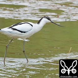 ソリハシセイタカシギはセイタカシギの群れの近くで採餌していました。群れには交ざらず。