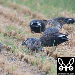 オナガガモのメス幼鳥。オナガガモは5羽いましたが全て幼鳥でカルガモについて回っていました。